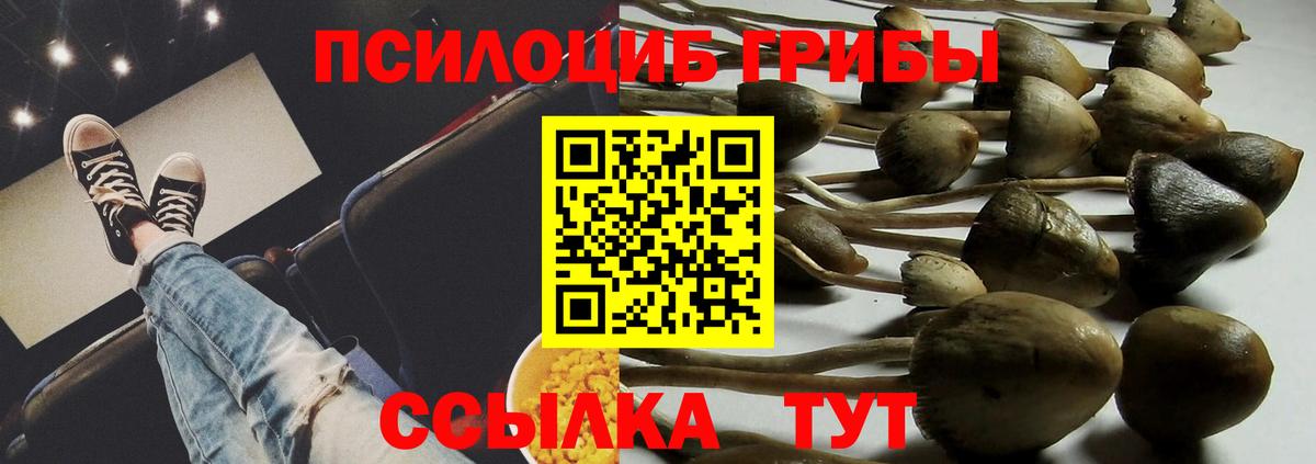 Псилоцибиновые грибы Psilocybine cubensis Петрозаводск